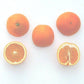 Cogan Navel Orange Budwood citrus plant material online shopping
