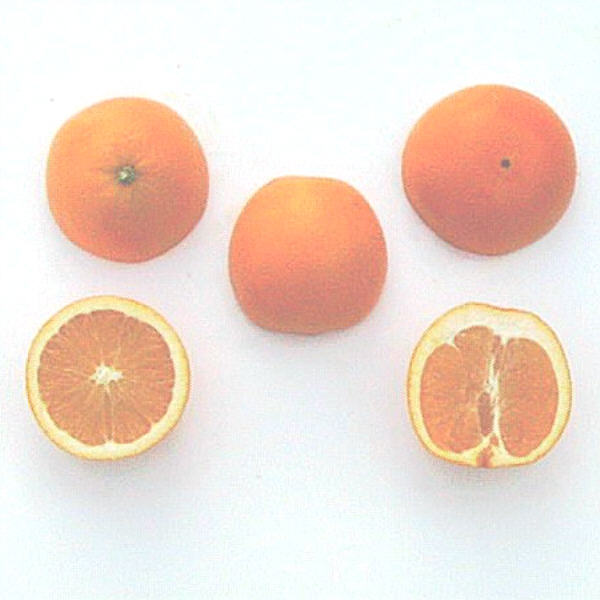 Cogan Navel Orange Budwood citrus plant material online shopping