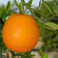 Valencia Late Orange Budwood citrus plant material online shopping