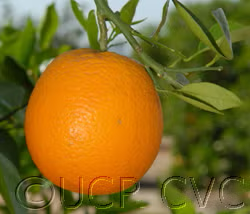 Valencia Late Orange Budwood citrus plant material online shopping