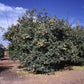 Rich 16-6 Trifoliate Budwood citrus plant material online shopping