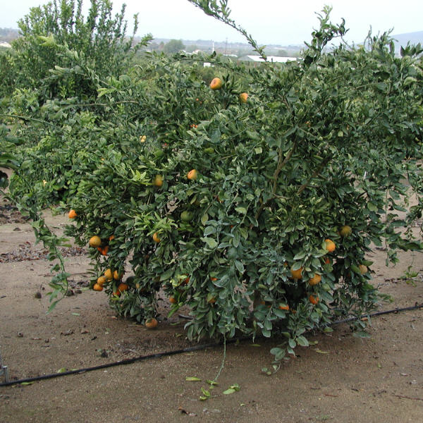 Silverhill Satsuma Mandarin Budwood citrus plant material online shopping