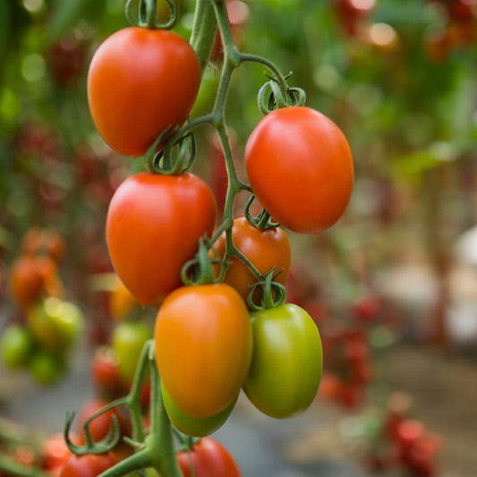 Supremo Roma Tomato Seeds online shopping