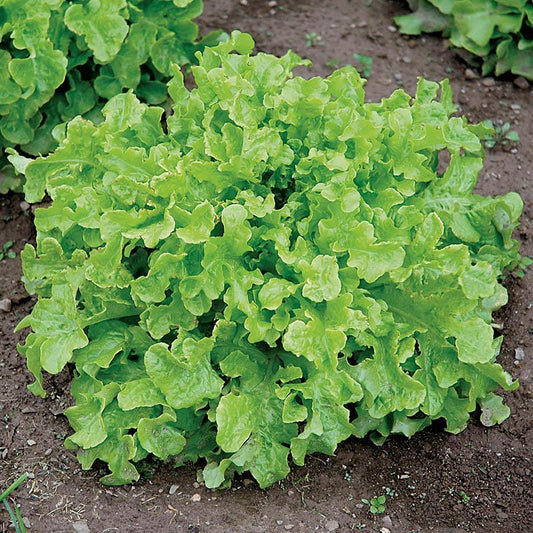 Green Salad Bowl Lettuce Seeds online shopping