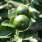 Fukushu Kumquat Plant citrus plant material online shopping