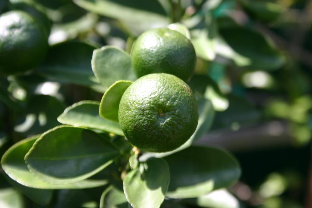Fukushu Kumquat Plant citrus plant material online shopping