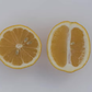 Improved Meyer Lemon Budwood citrus plant material online shopping