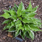 Frosted Raspberry Hosta Plants online shopping