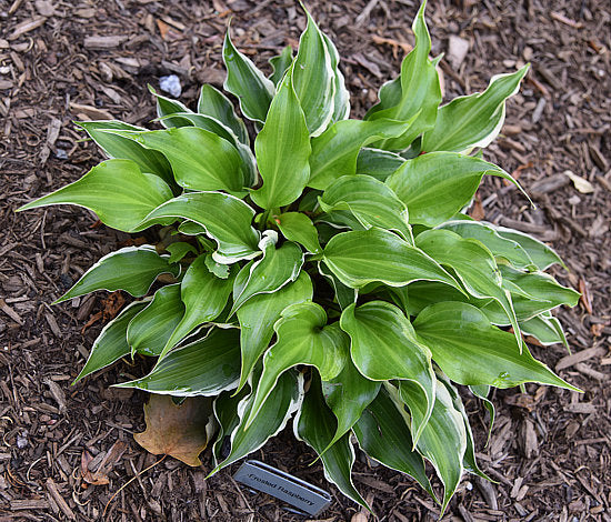 Frosted Raspberry Hosta Plants online shopping