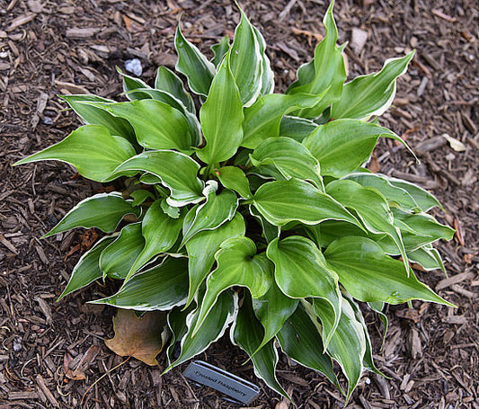 Frosted Raspberry Hosta Plants online shopping
