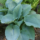 Queen Of The Seas Hosta Plants online shopping