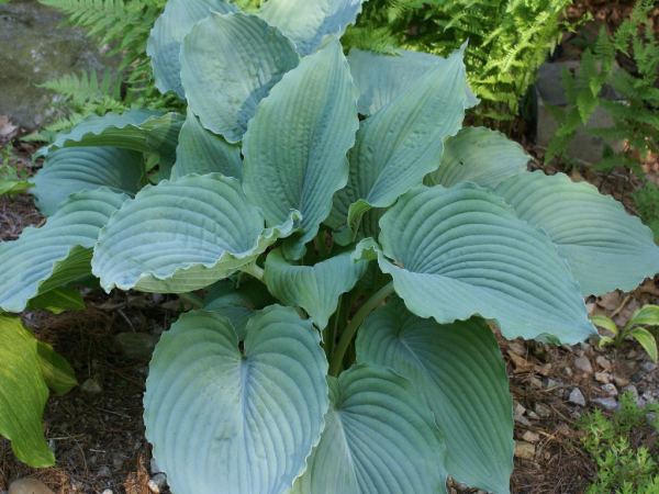 Queen Of The Seas Hosta Plants online shopping