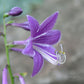 Hydon Sunset Hosta Plants online shopping