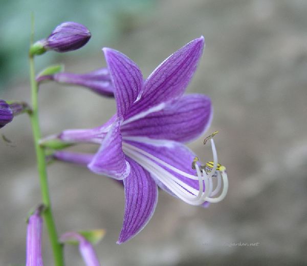 Hydon Sunset Hosta Plants online shopping