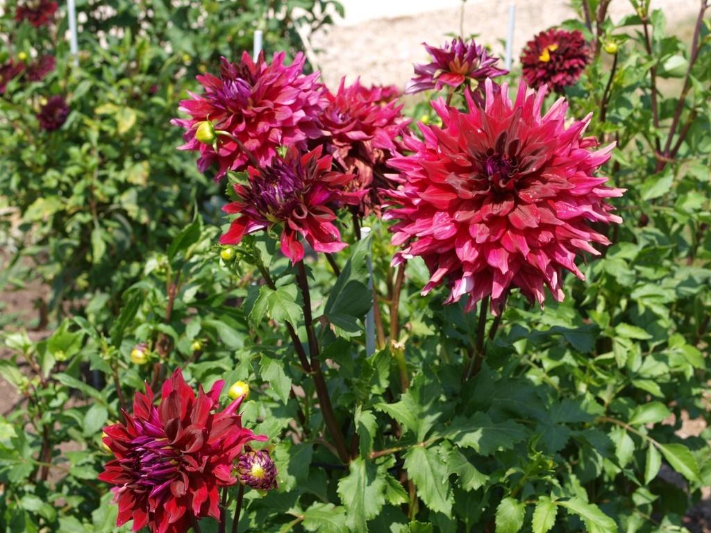 Zorro Dahlia