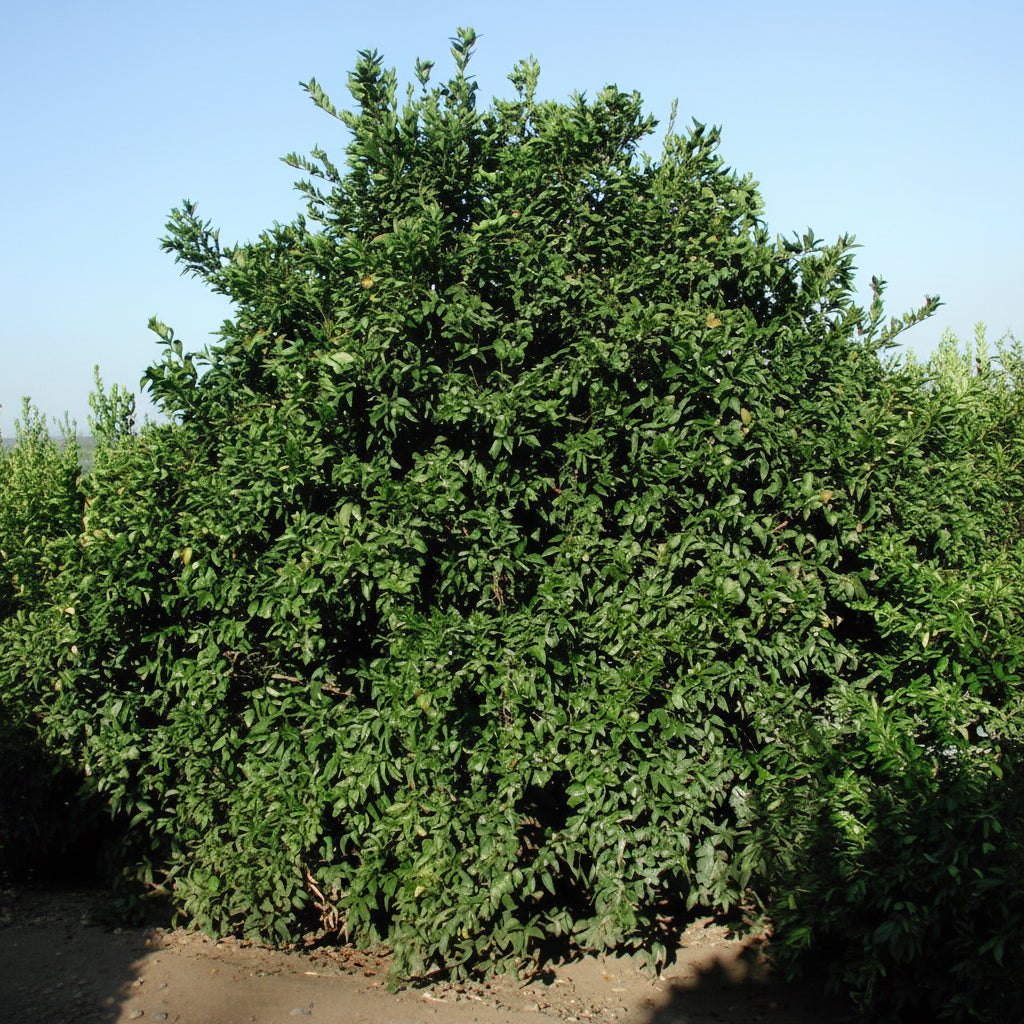 Pixie Mandarin Budwood citrus plant material online shopping