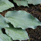 Titanium Hosta Plants online shopping