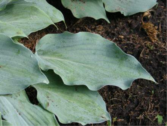 Titanium Hosta Plants online shopping