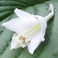 Queen Of The Seas Hosta Plants online shopping