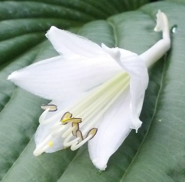 Queen Of The Seas Hosta Plants online shopping
