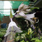 Number Nine Hosta Plants online shopping