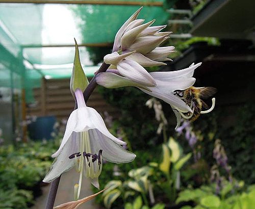 Number Nine Hosta Plants online shopping