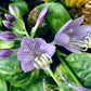 Fruit Cup Hosta Plants online shopping