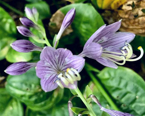 Fruit Cup Hosta Plants online shopping