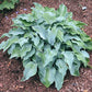 Titanium Hosta Plants online shopping