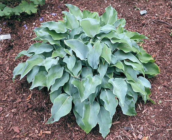 Titanium Hosta Plants online shopping