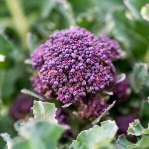 Santee F1 Organic Broccoli