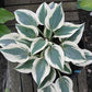 Great Escape Hosta Plants online shopping