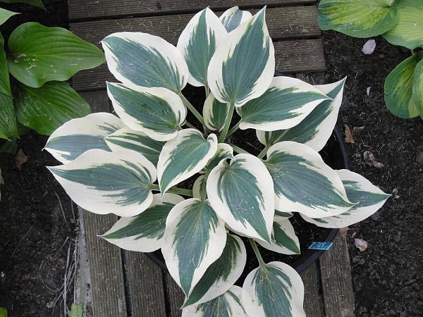 Great Escape Hosta Plants online shopping