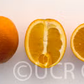 Washington Sanguine Blood Orange Budwood citrus plant material online shopping
