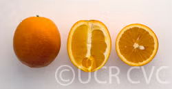 Washington Sanguine Blood Orange Budwood citrus plant material online shopping