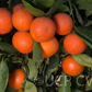 Daisy Mandarin Budwood citrus plant material online shopping