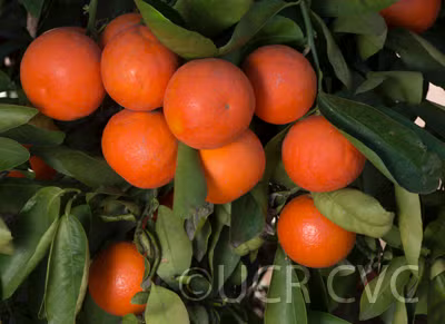Daisy Mandarin Budwood citrus plant material online shopping