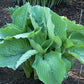 Big Bubba Hosta Plants online shopping