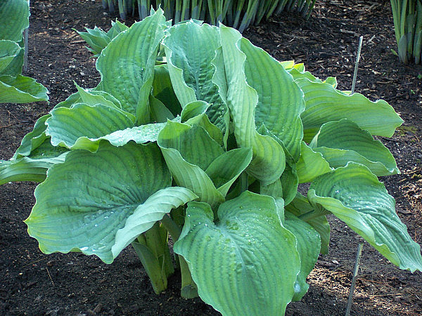 Big Bubba Hosta Plants online shopping