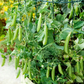 Sugar Lace II Snap Pea