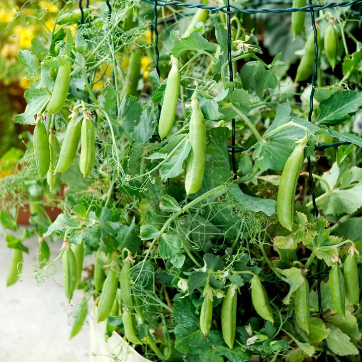 Sugar Lace II Snap Pea