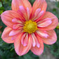 Giggles Dahlia