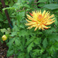 Poppers Dahlia