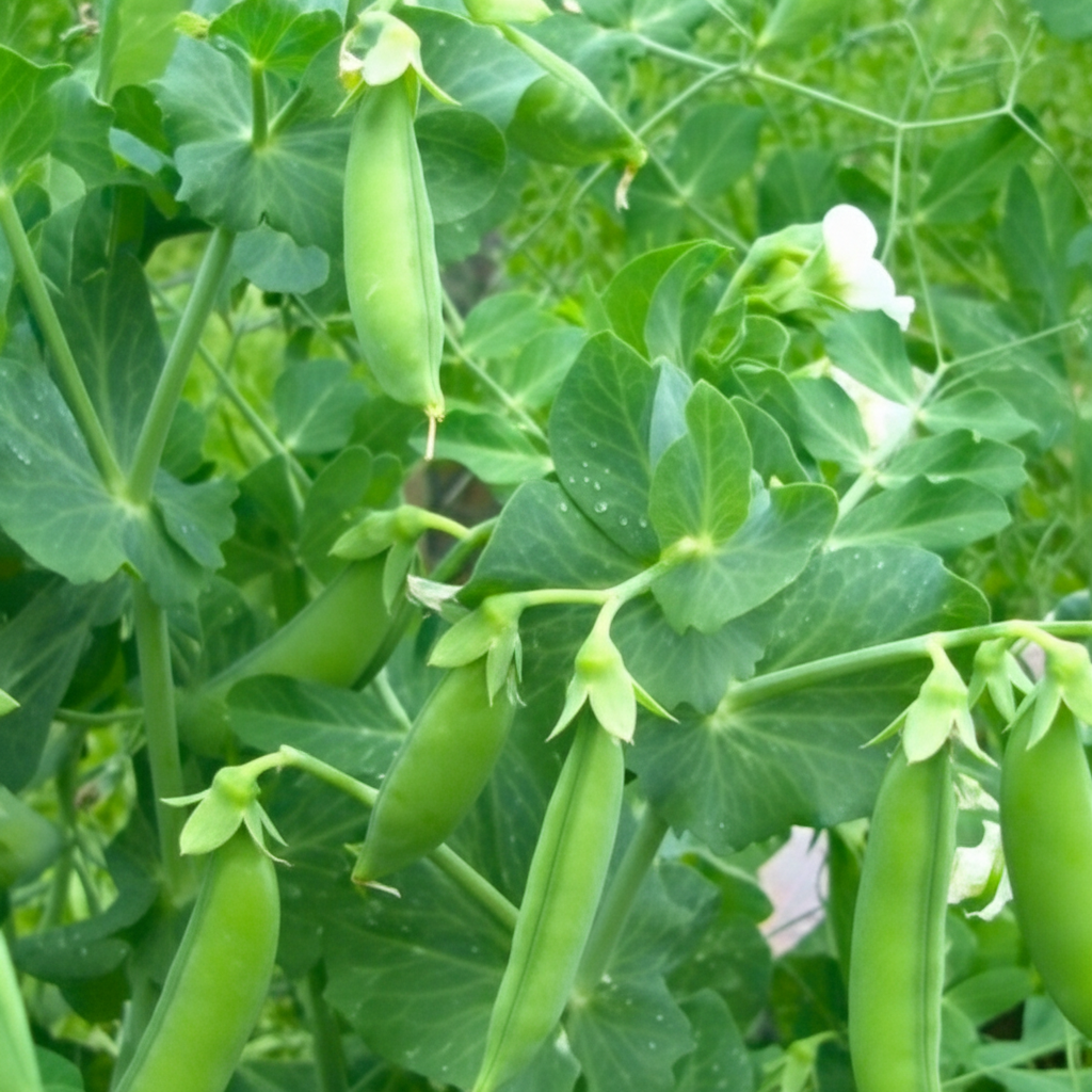 Little Marvel Shelling Pea