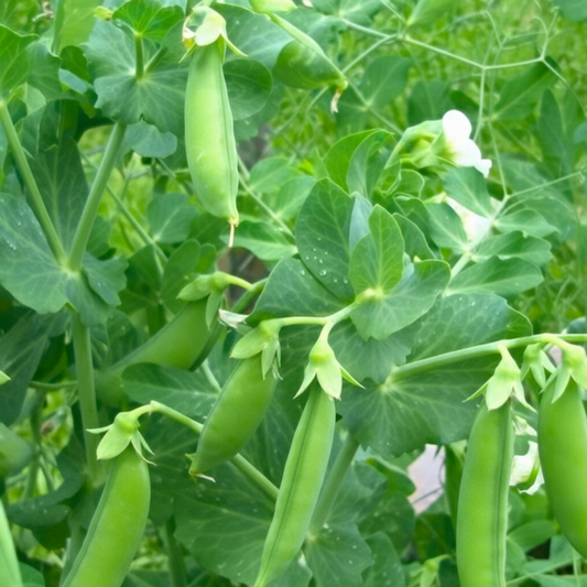 Little Marvel Shelling Pea Seeds online shopping