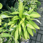 Chris’ A Lalalala Long Hosta Plants online shopping