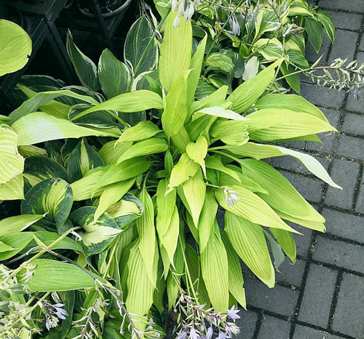 Chris’ A Lalalala Long Hosta Plants online shopping