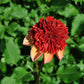 Getty Up Dahlia