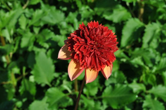 Getty Up Dahlia