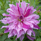 Brandon Michael Dahlia Plants online shopping